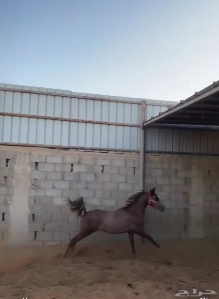 للبيع مهر شعبي والبيع سمح 2