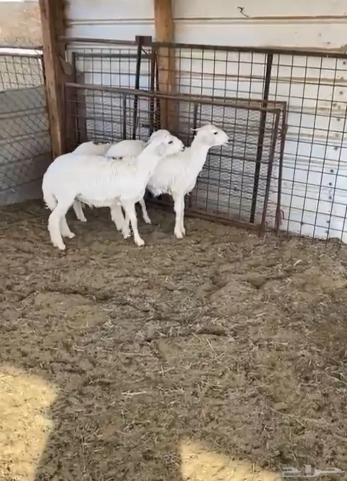 نعيمي سواكني حري بربري تيوس رفيدي 7