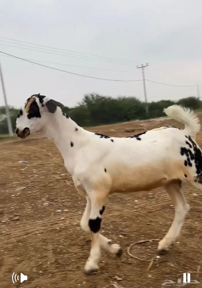 عرض جفره فاخره نادره 2