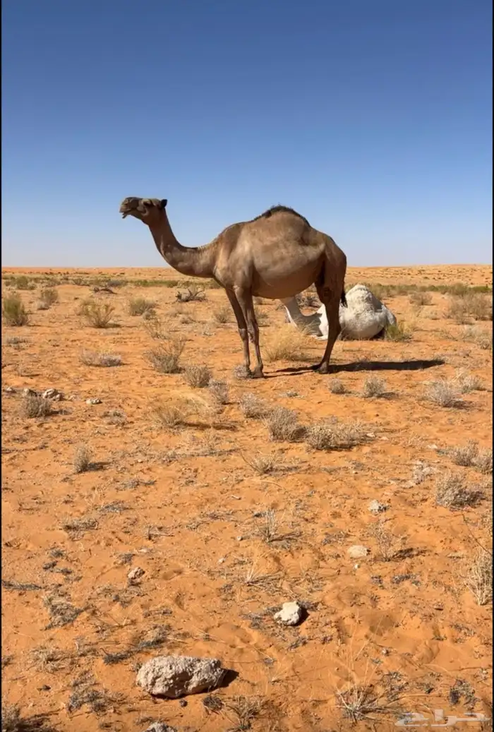 ضروبه شعلاء 1