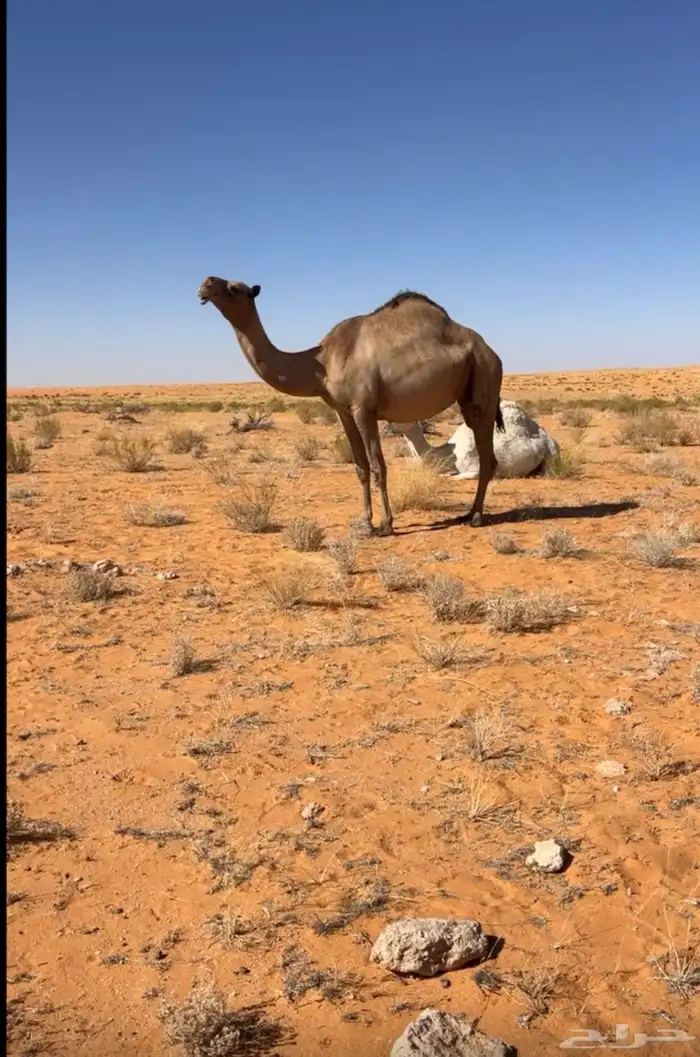 ضروبه شعلاء 0