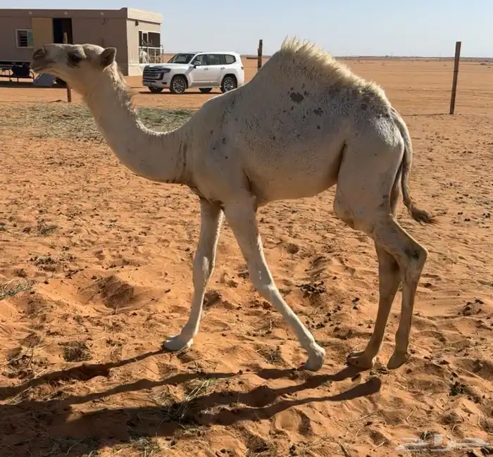 بكره قصب عمرها6 شهور 3
