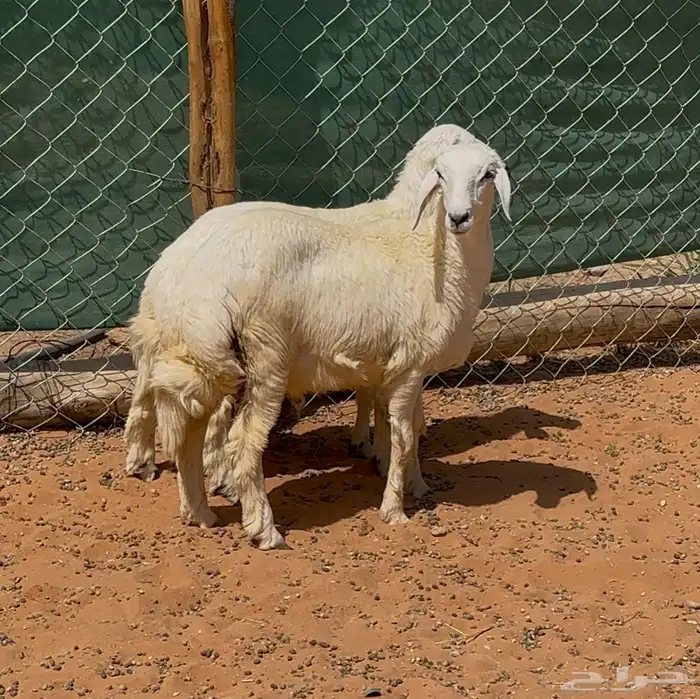طليان حريات ذبايح 0