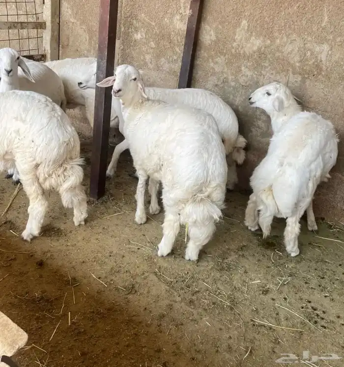 ذبائح ثلاجات خدمة الذبح و التوصيل 2