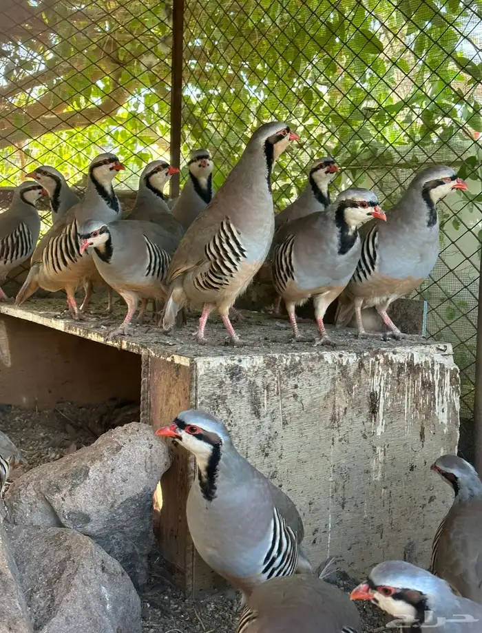 قهد شنير حجل سفع 1