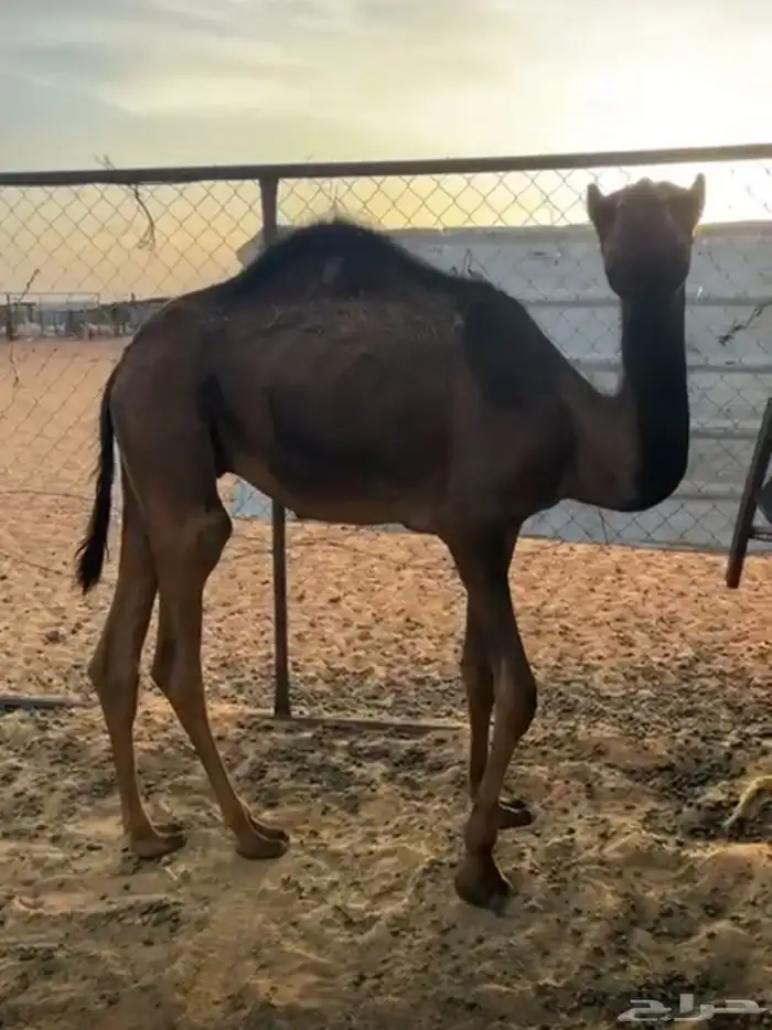 قعدان للبيع 2