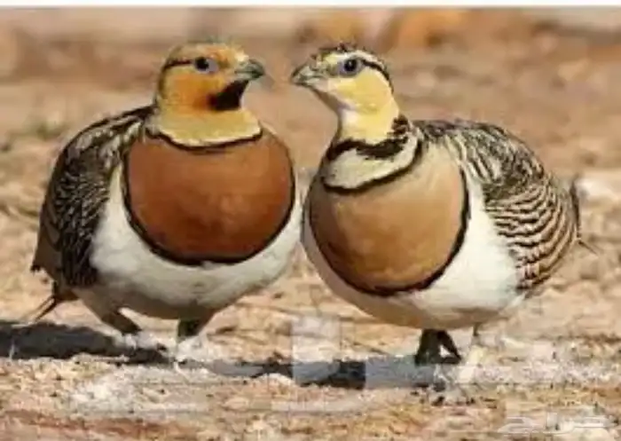 قطا ( النعاق العراقي ) 0