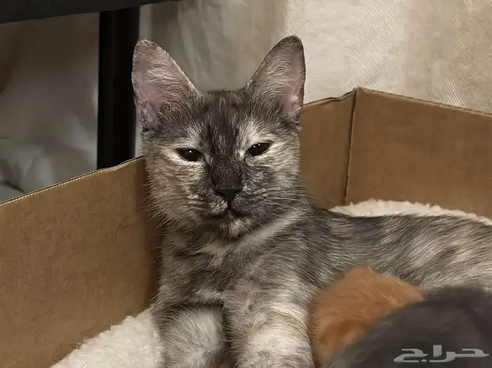 Cat for Adoption   Looking for a Loving Home 0