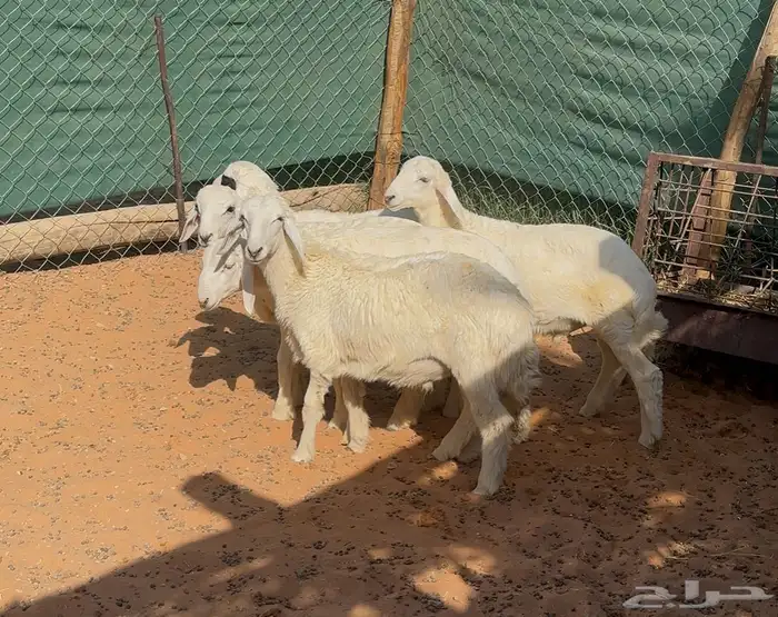 طليان حريات ذبايح 4