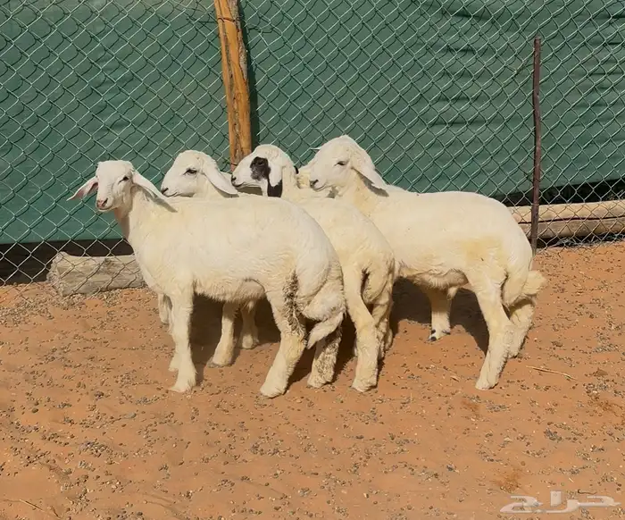 طليان حريات ذبايح 5