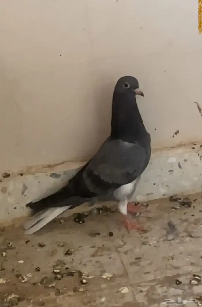 حمام قلابي طبه 1