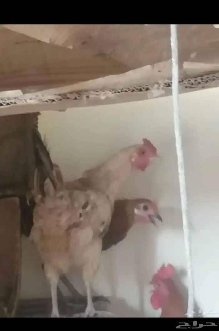 دجاج بيض نظيف تربة بيت على 35 0