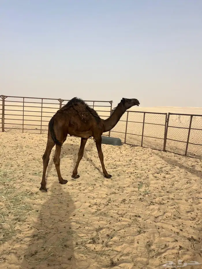 قعدان قصب فل الفل بريه تحت امهاتها 2