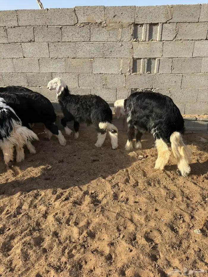 بهم نجد ربط 4