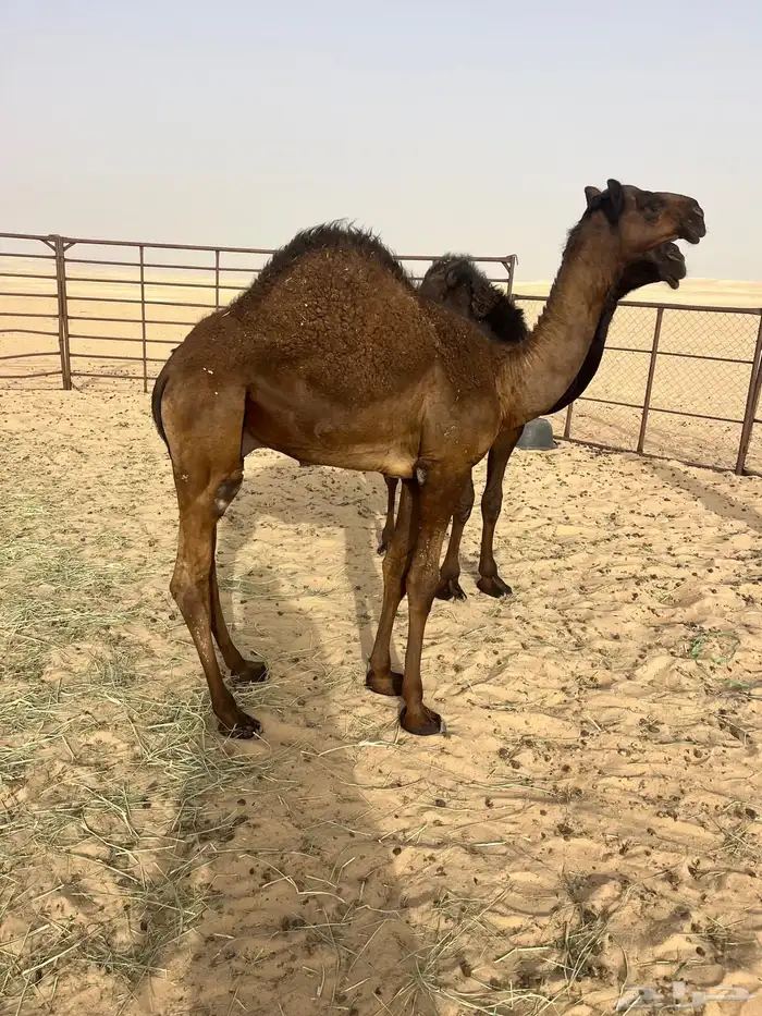 قعدان قصب فل الفل بريه تحت امهاتها 4