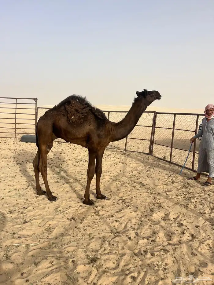 قعدان قصب فل الفل بريه تحت امهاتها 0