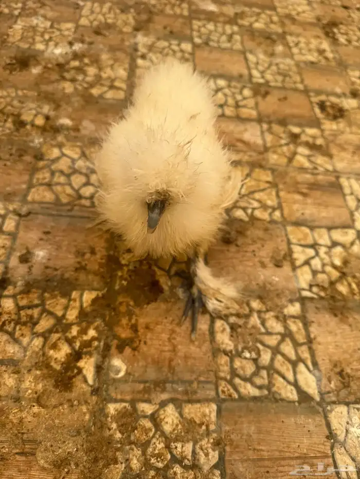 صيصان براهما 3