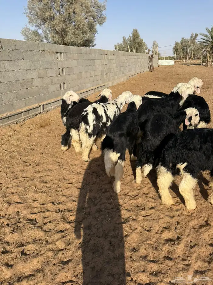 بهم نجد ربط 3