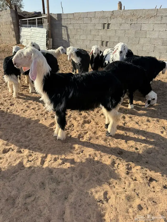 بهم نجد ربط 0