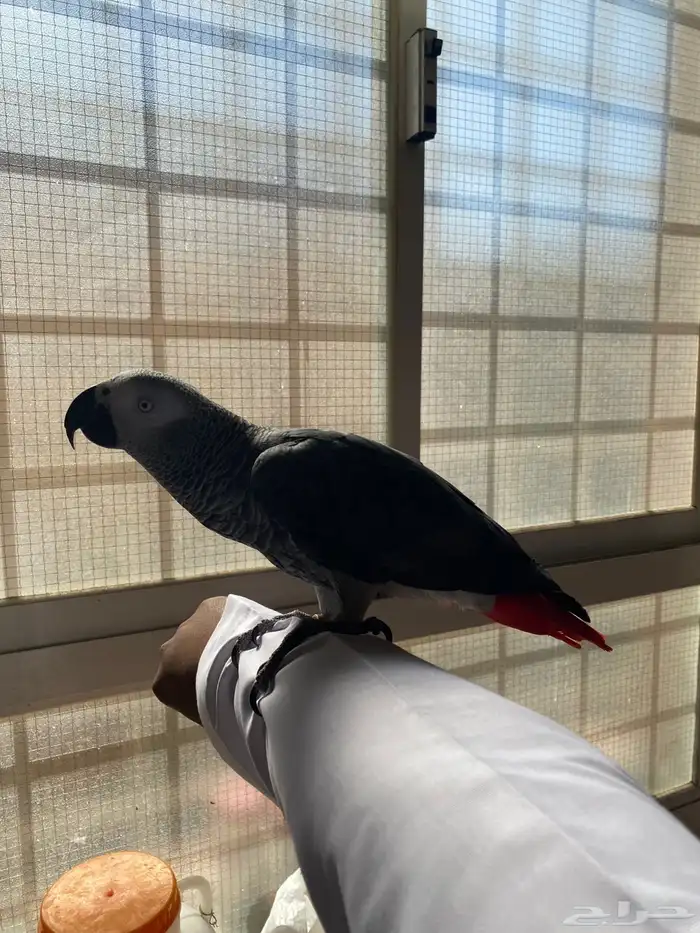 طير كاسكو سوبر جامبو 1
