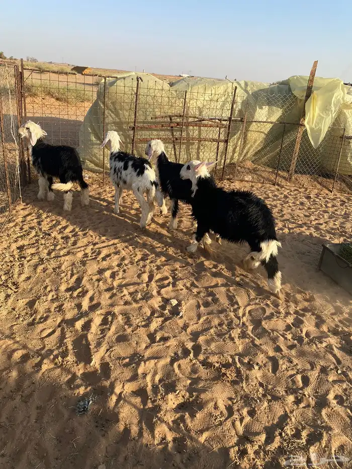 للبيع رخال نجد فيها خروف واحد 0