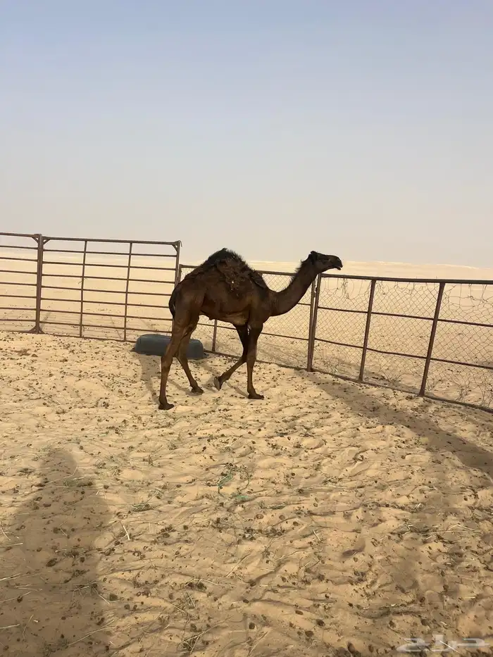 قعدان قصب فل الفل بريه تحت امهاتها 1
