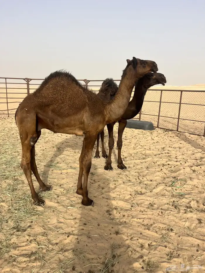 قعدان قصب فل الفل بريه تحت امهاتها 3