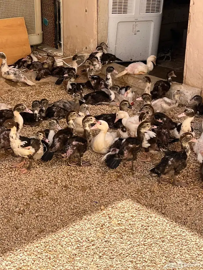 بط شهرمان شهرين ونص 0