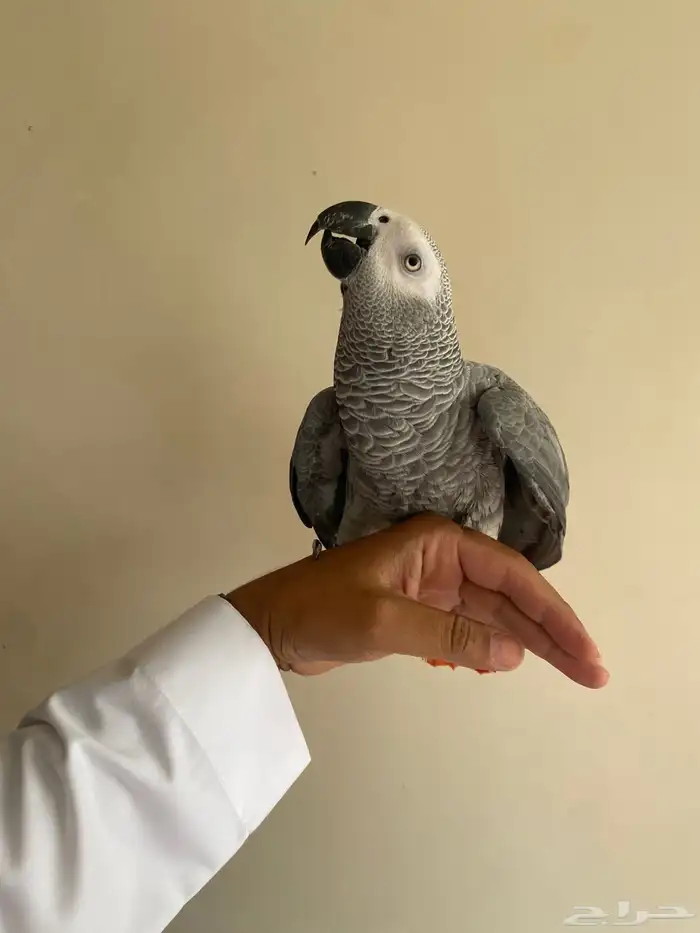 طير كاسكو سوبر جامبو 2