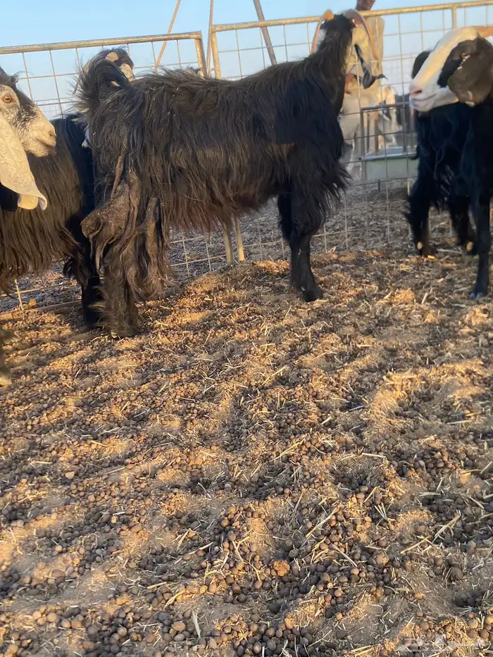 معزاء امراح 6
