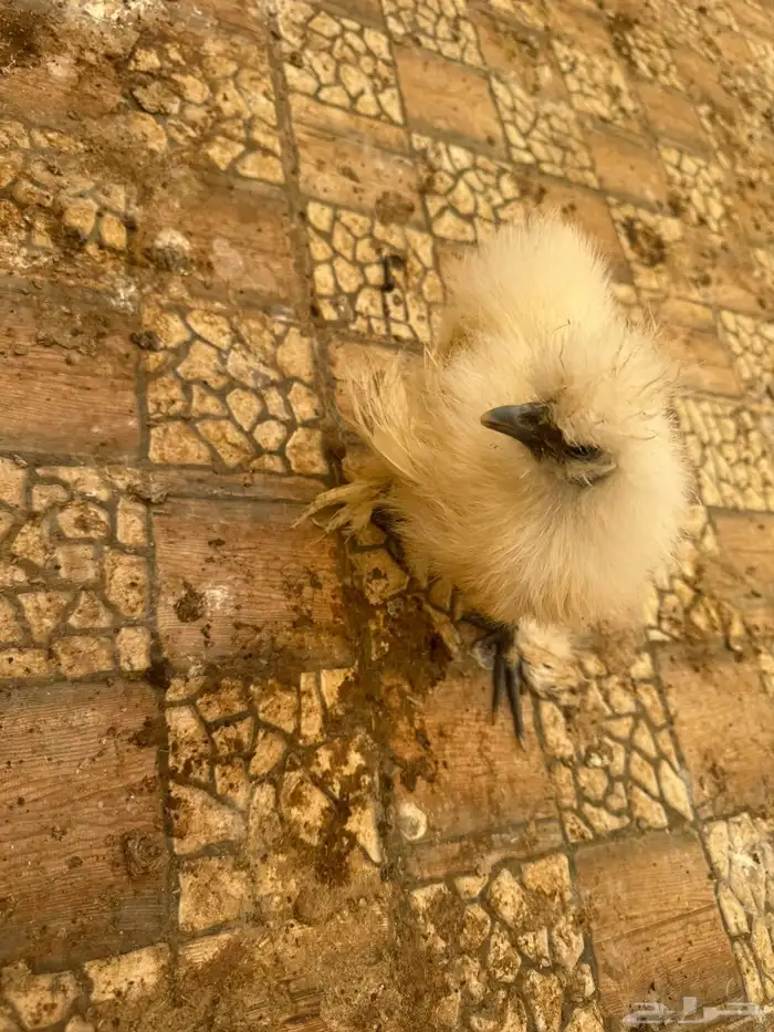 صيصان براهما 4
