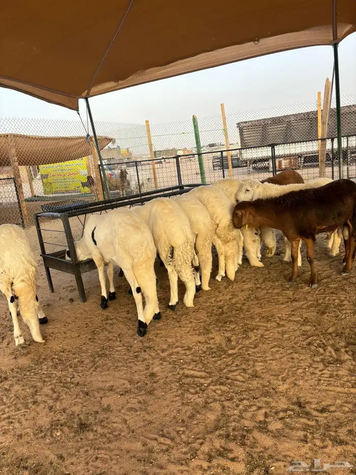 ذبايح مع خدمة ذبح وتوصيل 8