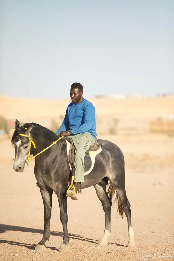 حصان جزيري سعودي الاصل والمنشأ 8