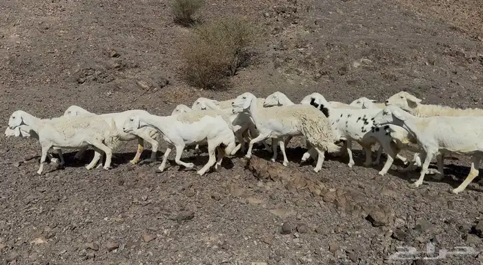 ضاان حريات دفييع 2