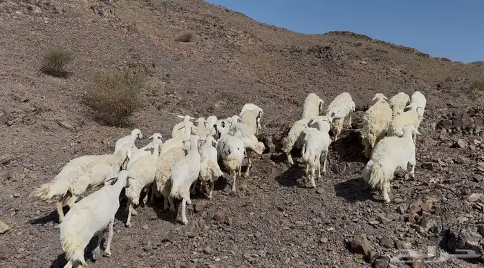 ضاان حريات دفييع 0