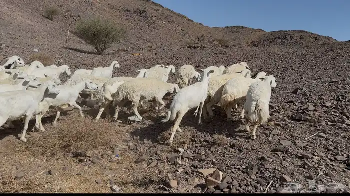 ضاان حريات دفييع 6