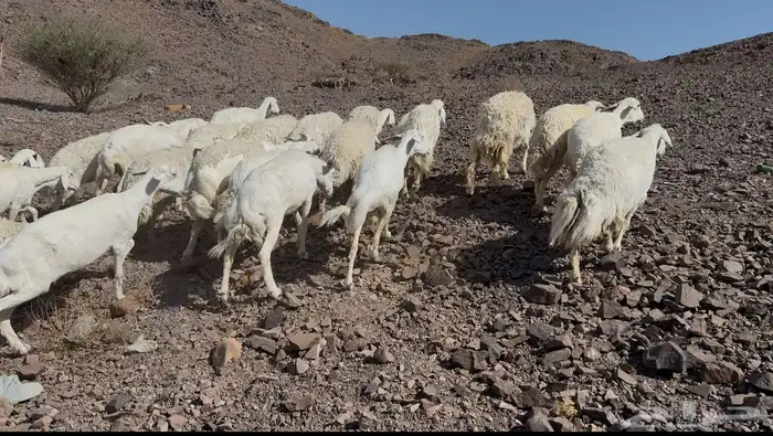 ضاان حريات دفييع 3