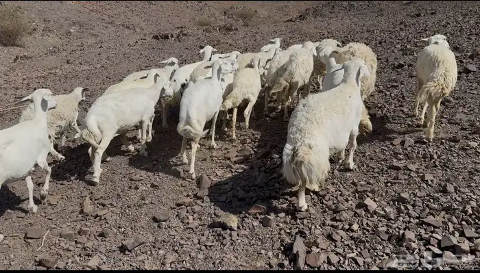 ضاان حريات دفييع 4
