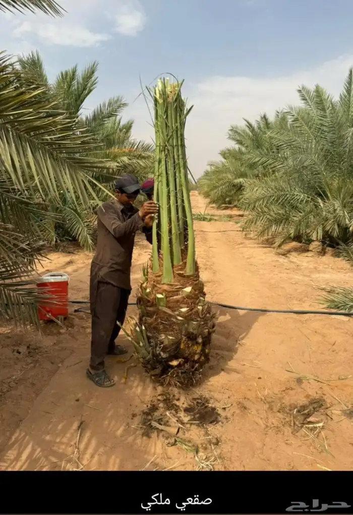 نخل الافاخر 1