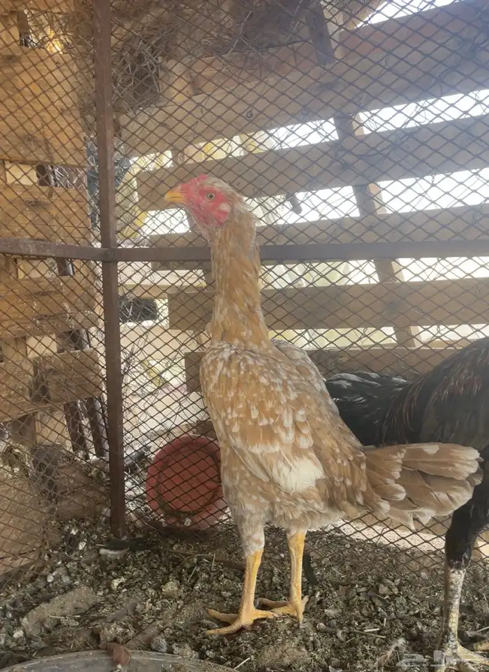 دجاج باكستاني 1