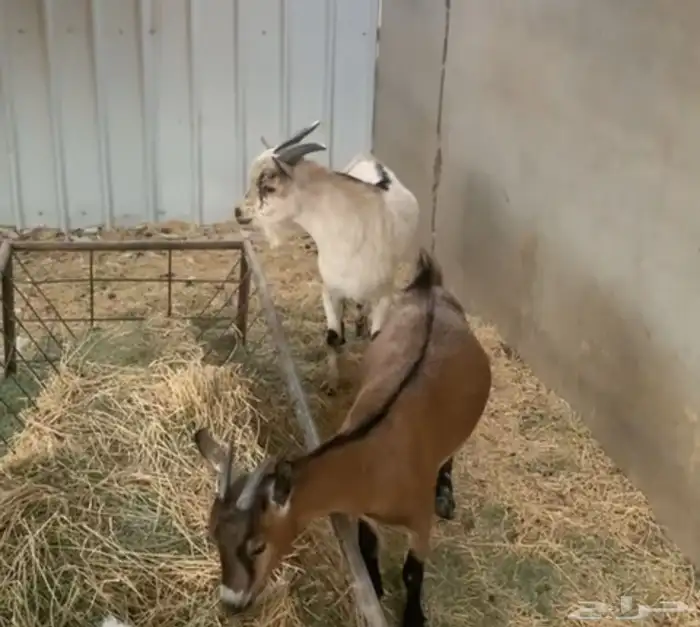للبيع جوز قزميات 0