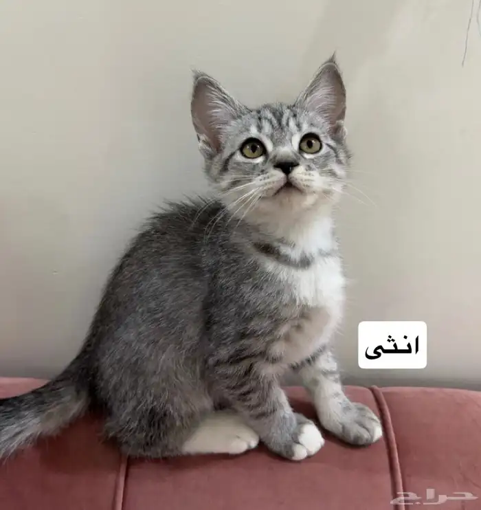 قطط للتبني 1