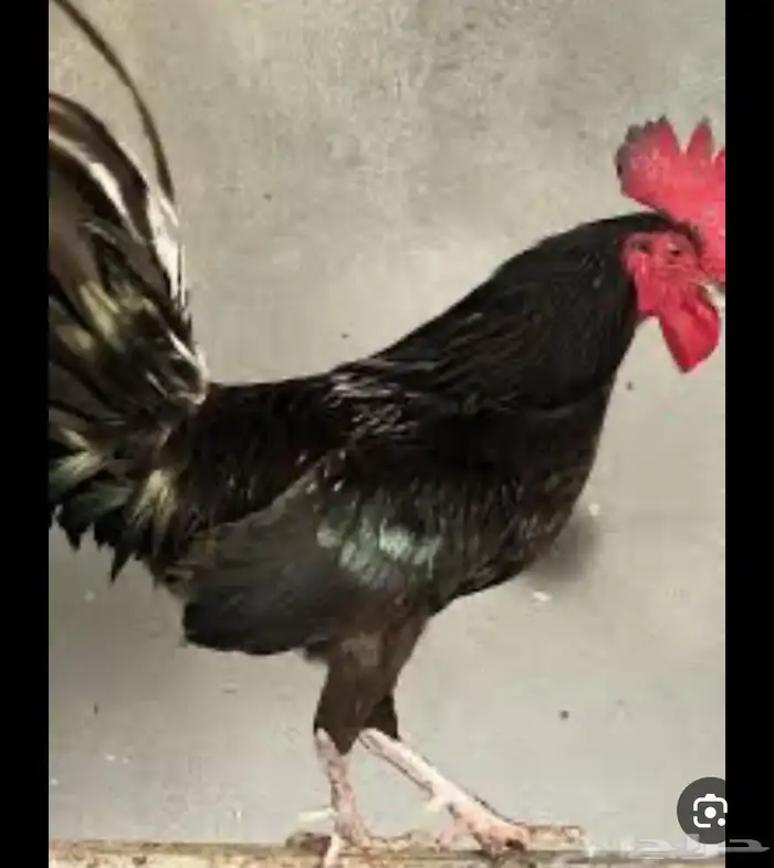 مطلوب ديك أسود كامل 0