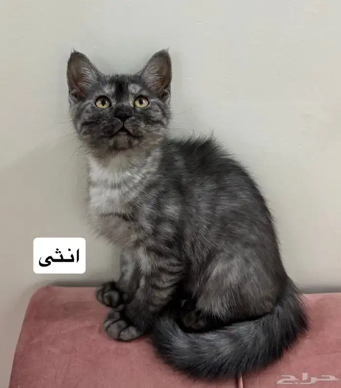 قطط للتبني 0