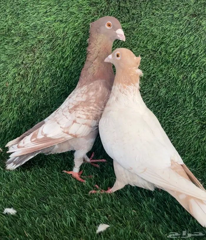 جوز زاجل زينه فراشه - ( تم البيع ) 2