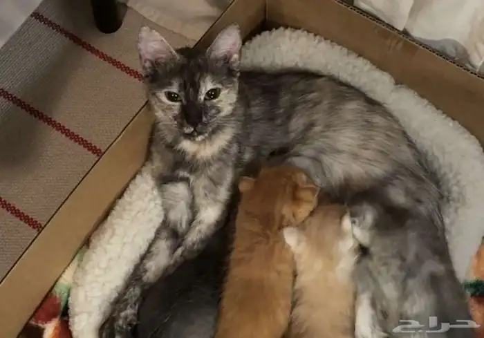 Cat for Adoption   Looking for a Loving Home 1