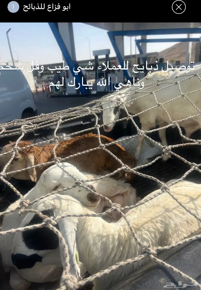 خرفان سواكن مرابي الجوده باللحم والطعم 4