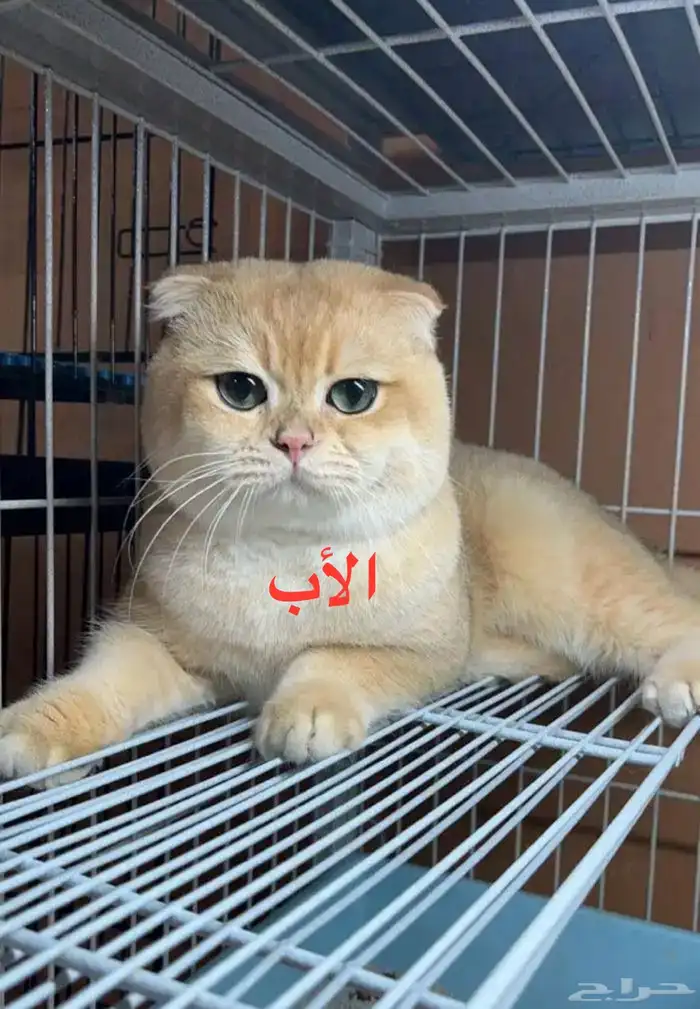للبيع كتنز صغيرة 0