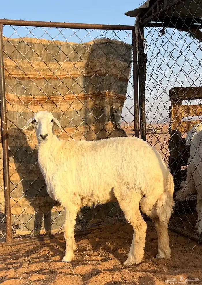 رخل حرية 4 شهور تم البيع 0