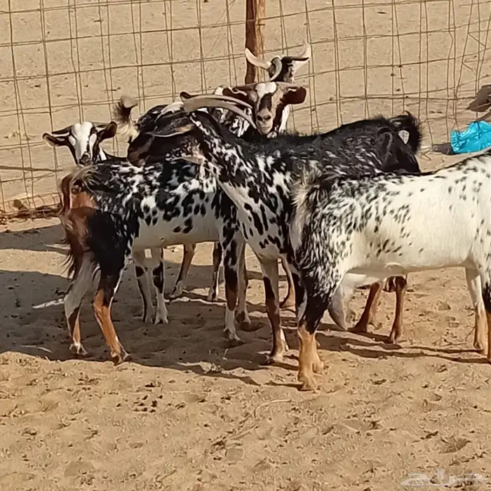 معزاء مرخ 0
